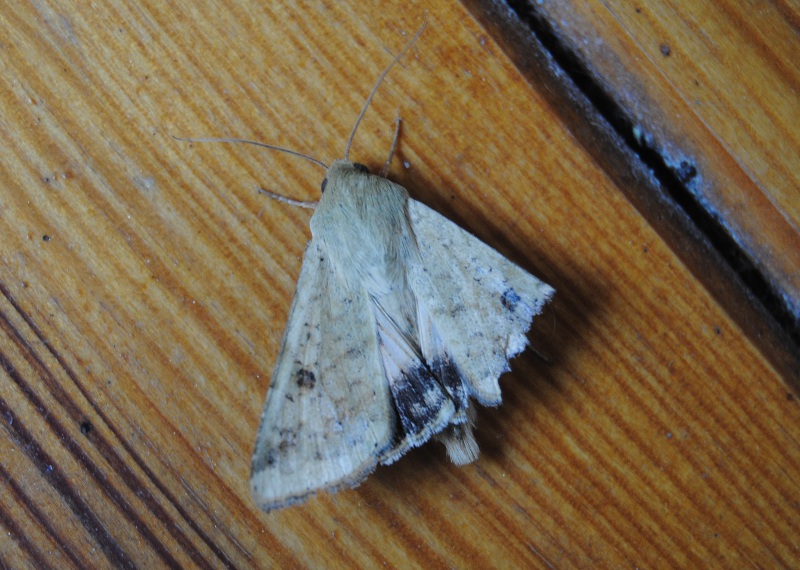 Id. Noctuidae